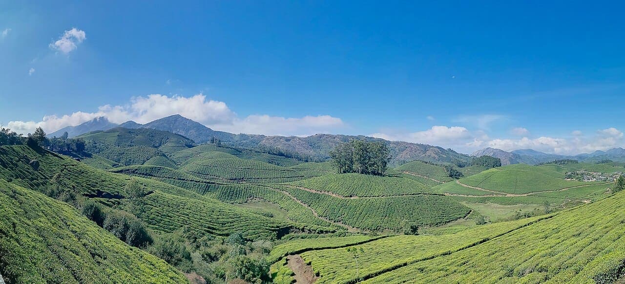 Tea country, Munnar
